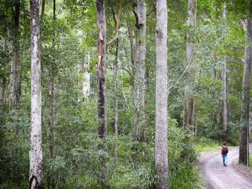 Alaya Verde Bed & Breakfast Ringtail Creek Luaran gambar
